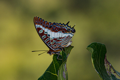 Charaxes