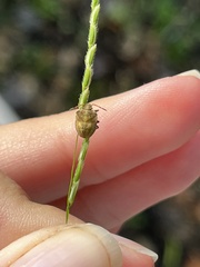 Dendrocoris humeralis