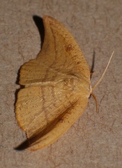 Astatochroa fuscimargo