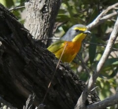 Telophorus sulfureopectus