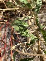 Oenothera elata