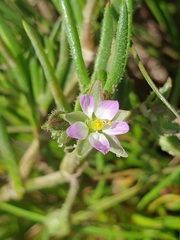 Spergularia marina