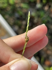 Dendrocoris humeralis