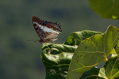 Charaxes