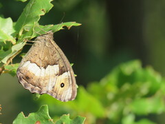 Hipparchia alcyone