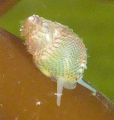 Eulithidium pulloides