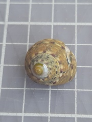 Trochoidea