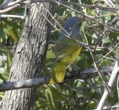 Telophorus sulfureopectus