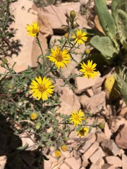 Heterotheca hirsutissima