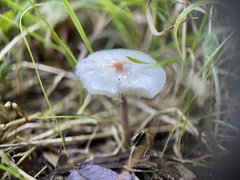 Lepiota cristata