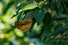 Charaxes varanes varanes
