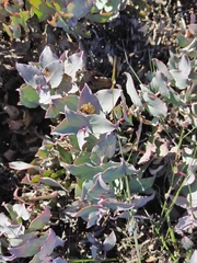 Protea amplexicaulis