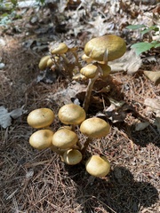Armillaria mellea