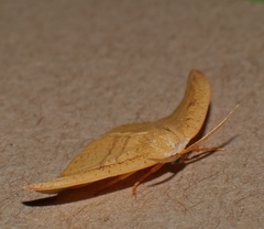 Astatochroa fuscimargo