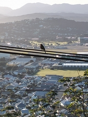 Fringilla coelebs gengleri