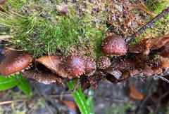 Psathyrella echinata