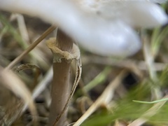 Lepiota cristata