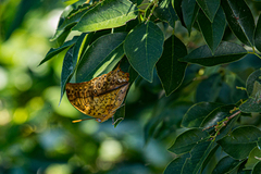 Charaxes varanes varanes
