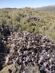 Protea amplexicaulis