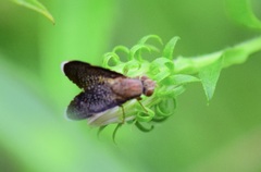 Eutreta noveboracensis