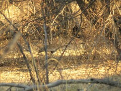 Eupodotis ruficrista