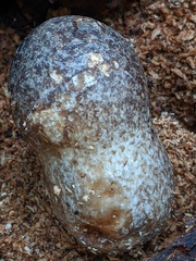 Volvariella bombycina