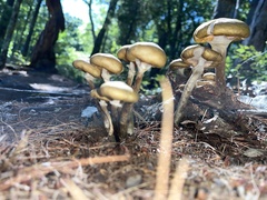 Armillaria mellea