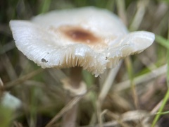 Lepiota cristata