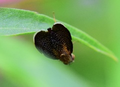 Eutreta noveboracensis