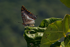 Charaxes