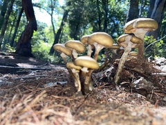 Armillaria mellea