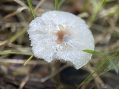 Lepiota cristata