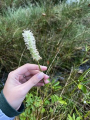 Sanguisorba canadensis