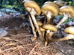 Armillaria mellea