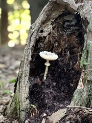Amanita multisquamosa