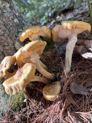 Armillaria mellea