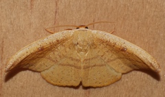 Astatochroa fuscimargo