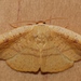 Astatochroa fuscimargo - Photo (c) Alison Pearson, algunos derechos reservados (CC BY-NC)
