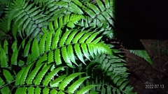 Diplazium taiwanense