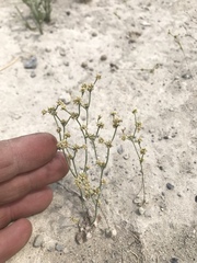 Eriogonum ampullaceum