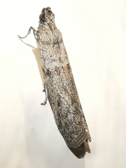 Cadra