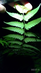 Diplazium taiwanense