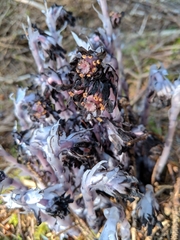 Monotropa