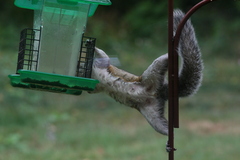 Sciurus carolinensis