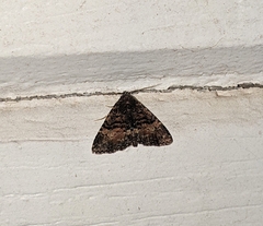 Metalectra diabolica