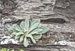 Verbascum