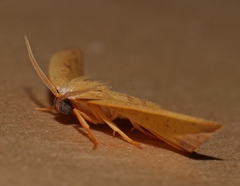 Astatochroa fuscimargo