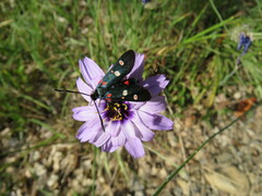 Zygaena ephialtes