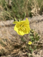 Oenothera elata