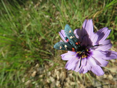 Zygaena ephialtes